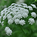 Bishop's Flower - Elegant Cottage Garden Flower - The Healing Herb Garden
