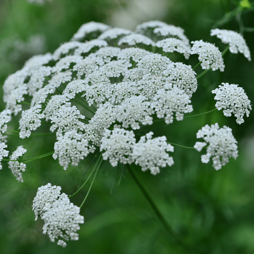 Bishop's Flower - Elegant Cottage Garden Flower - The Healing Herb Garden