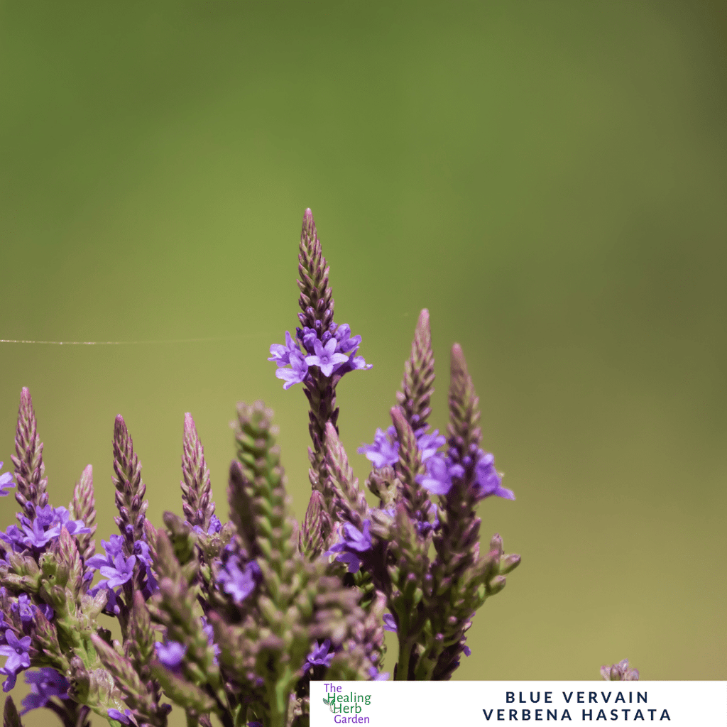 Blue Vervain – For Calm & Summer Colour - The Healing Herb Garden