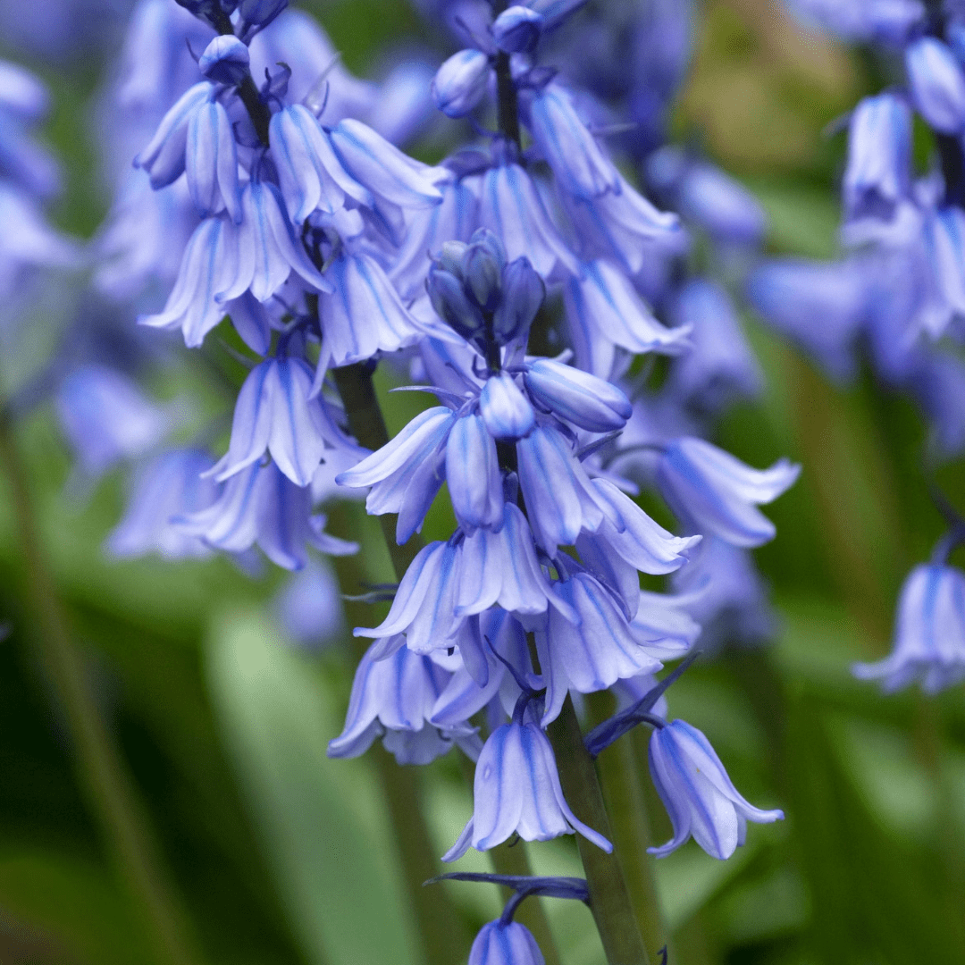 Bluebell – Hardy Woodland Spring Flower - The Healing Herb Garden