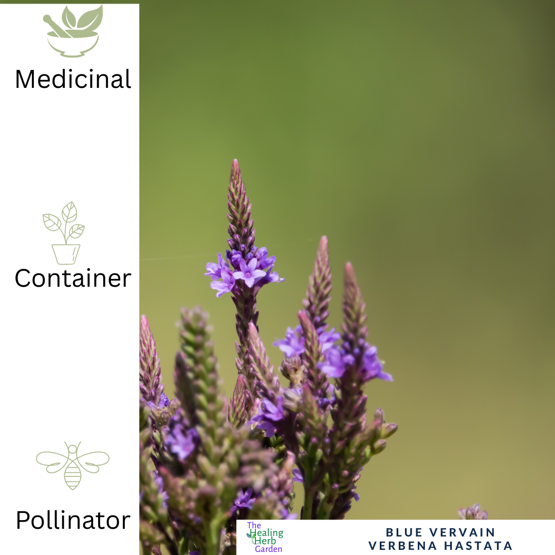 Blue Vervain – For Calm & Summer Colour