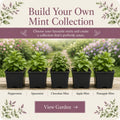 Build Your Own Mint Collection - The Healing Herb Garden