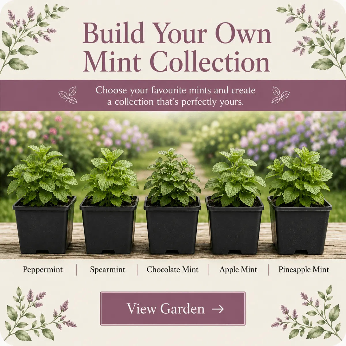 Build Your Own Mint Collection - The Healing Herb Garden