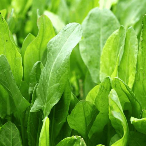 Buy Sorrel Volare - Lemony Salad Herb for Garden &amp; Kitchen - The Healing Herb Garden