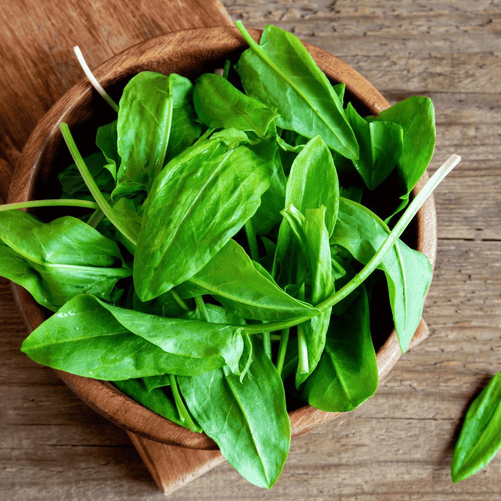Buy Sorrel Volare - Lemony Salad Herb for Garden &amp; Kitchen - The Healing Herb Garden