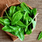 Buy Sorrel Volare - Lemony Salad Herb for Garden &amp; Kitchen - The Healing Herb Garden