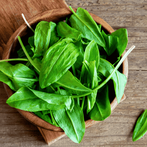 Buy Sorrel Volare - Lemony Salad Herb for Garden &amp; Kitchen - The Healing Herb Garden