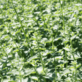 Catmint plug plant – Flowering Herb for Pollinators - The Healing Herb Garden