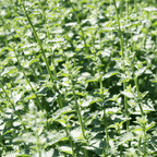 Catmint plug plant – Flowering Herb for Pollinators - The Healing Herb Garden
