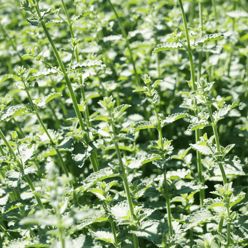 Catmint plug plant – Flowering Herb for Pollinators - The Healing Herb Garden