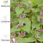 Catmint plug plant – Flowering Herb for Pollinators - The Healing Herb Garden