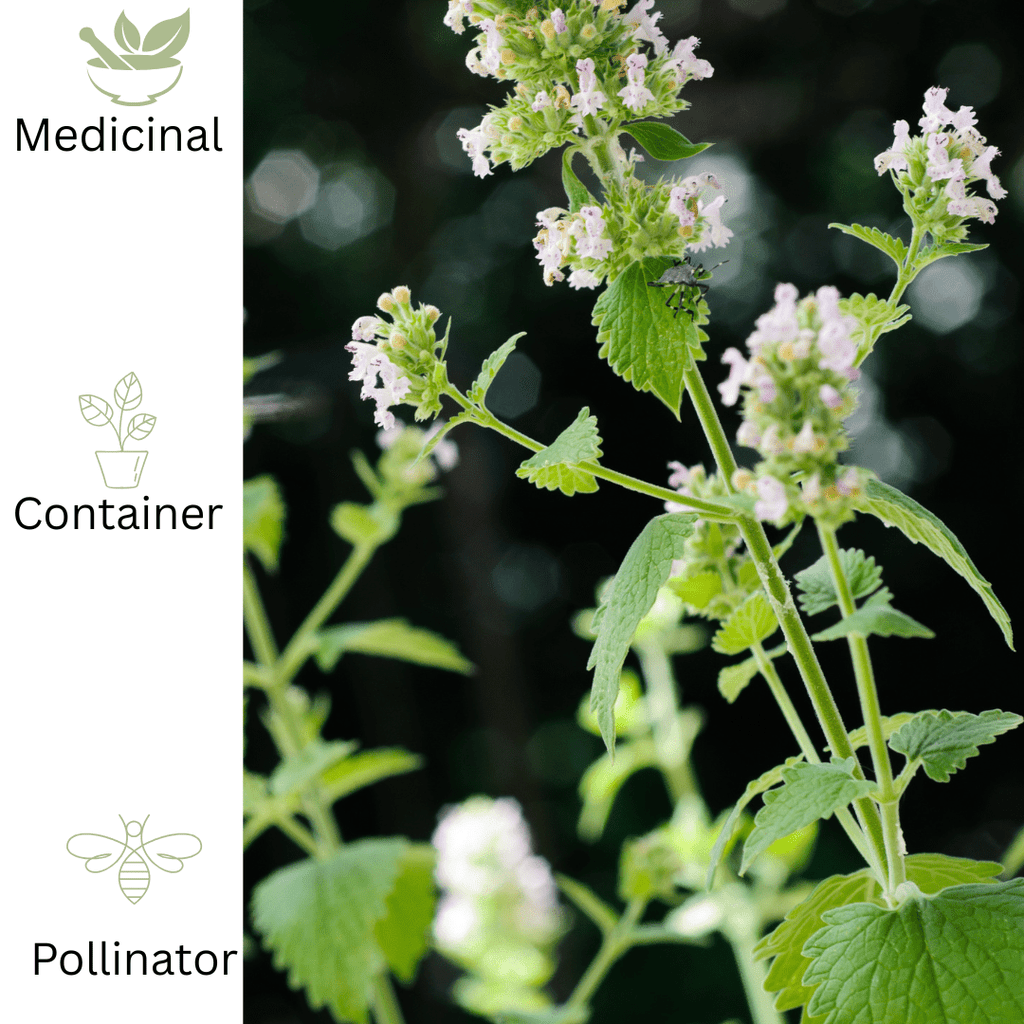 Catnip plug plant – Pretty Aromatic Herb - The Healing Herb Garden