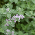Catnip plug plant – Pretty Aromatic Herb - The Healing Herb Garden