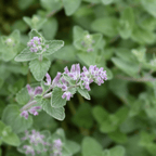 Catnip plug plant – Pretty Aromatic Herb - The Healing Herb Garden