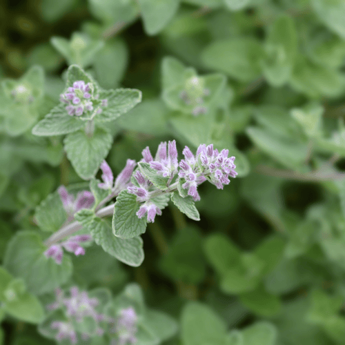 Catnip plug plant – Pretty Aromatic Herb - The Healing Herb Garden