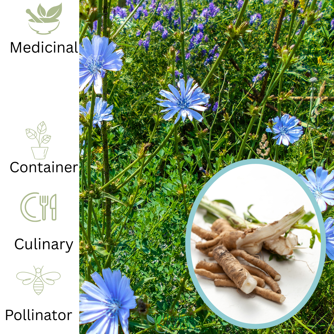 Chicory – For Versatile Sky - Blue Summer Colour - The Healing Herb Garden