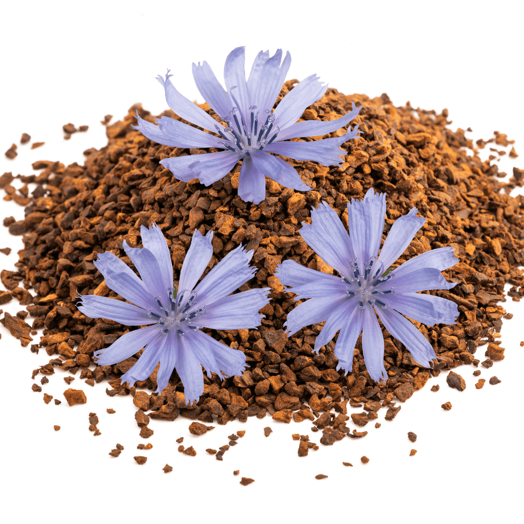 Chicory – For Versatile Sky - Blue Summer Colour - The Healing Herb Garden