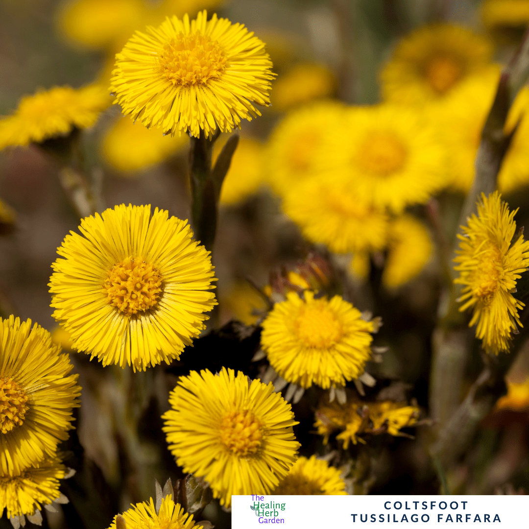 Coltsfoot – For Soothing Coughs & Early Spring Blooms - The Healing Herb Garden