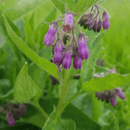 Comfrey Plant - Traditional Garden Herb - The Healing Herb Garden