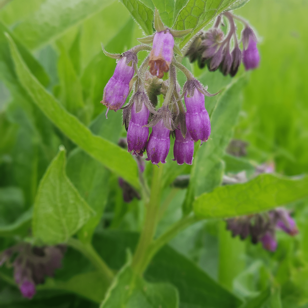 Comfrey Plant - Traditional Garden Herb - The Healing Herb Garden