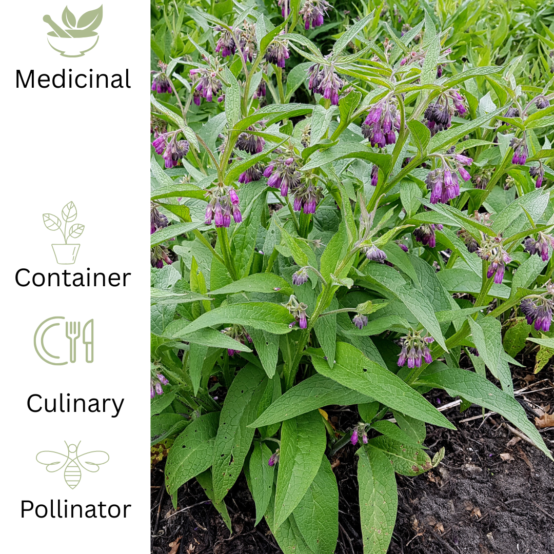 Comfrey Plant - Traditional Garden Herb - The Healing Herb Garden