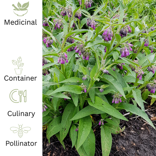Comfrey Plant - Traditional Garden Herb - The Healing Herb Garden