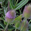 Common Teasel – Hardy Wildflower for Wildlife Gardens - The Healing Herb Garden