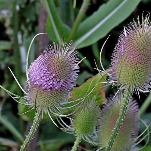 Common Teasel – Hardy Wildflower for Wildlife Gardens - The Healing Herb Garden