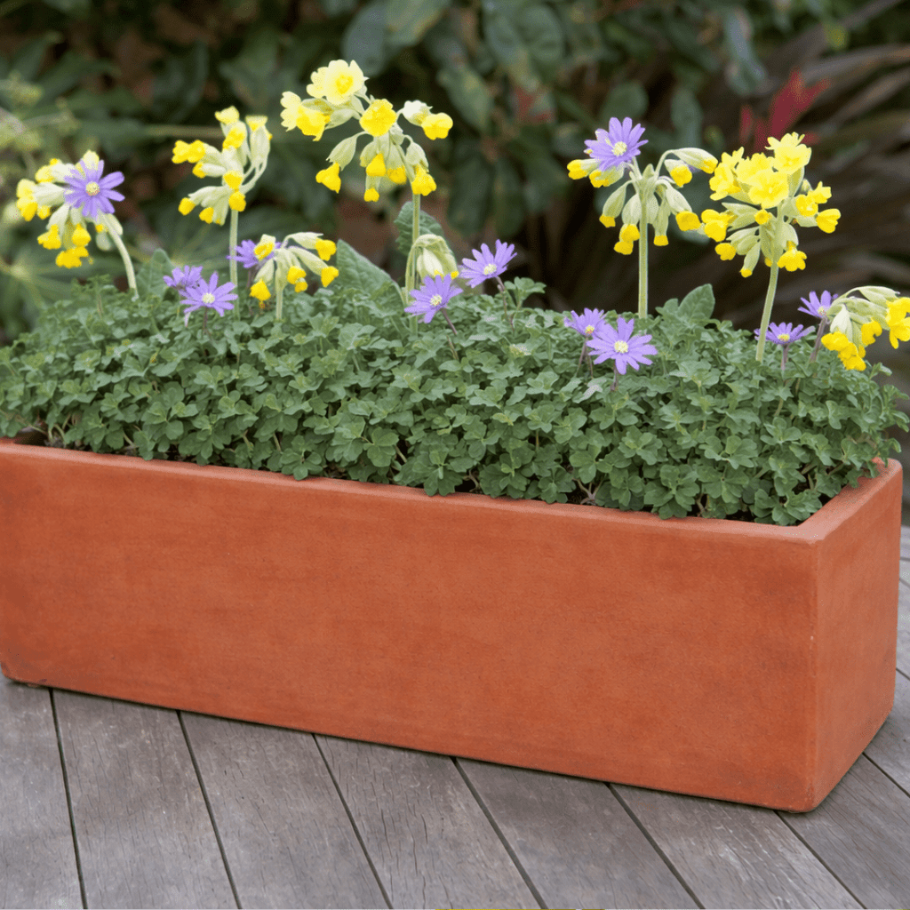 Cowslip Herb Plant – Native Spring Flowering Herb - The Healing Herb Garden
