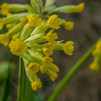 Cowslip Herb Plant – Native Spring Flowering Herb - The Healing Herb Garden