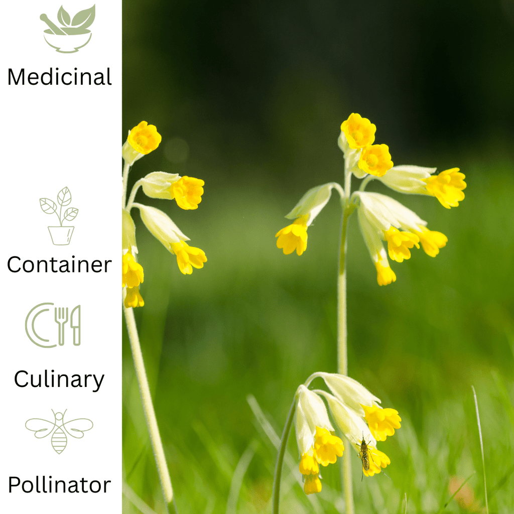 Cowslip Herb Plant – Native Spring Flowering Herb - The Healing Herb Garden