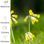Cowslip Herb Plant – Native Spring Flowering Herb - The Healing Herb Garden