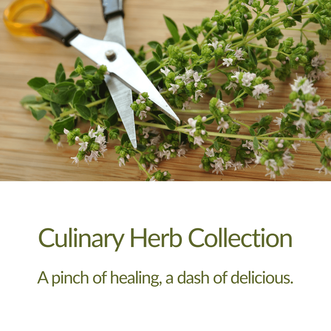 Culinary Herb Collection 6 - Plant Kit - The Healing Herb Garden