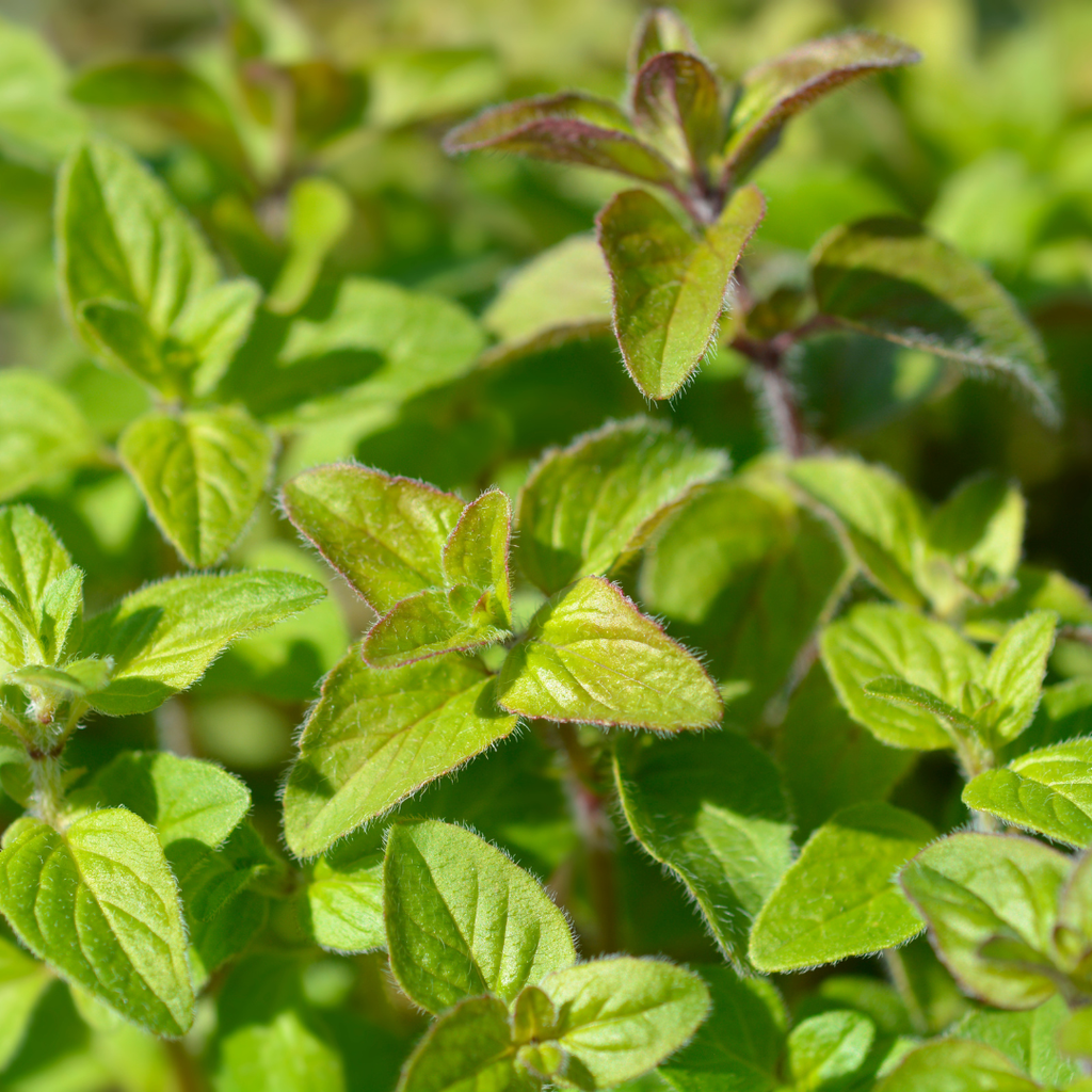 Culinary Herb Plants UK - Choose Your Own Fresh Herbs - The Healing Herb Garden