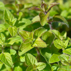 Culinary Herb Plants UK - Choose Your Own Fresh Herbs - The Healing Herb Garden