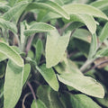 Culinary Herb Plants UK - Choose Your Own Fresh Herbs - The Healing Herb Garden