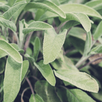 Culinary Herb Plants UK - Choose Your Own Fresh Herbs - The Healing Herb Garden
