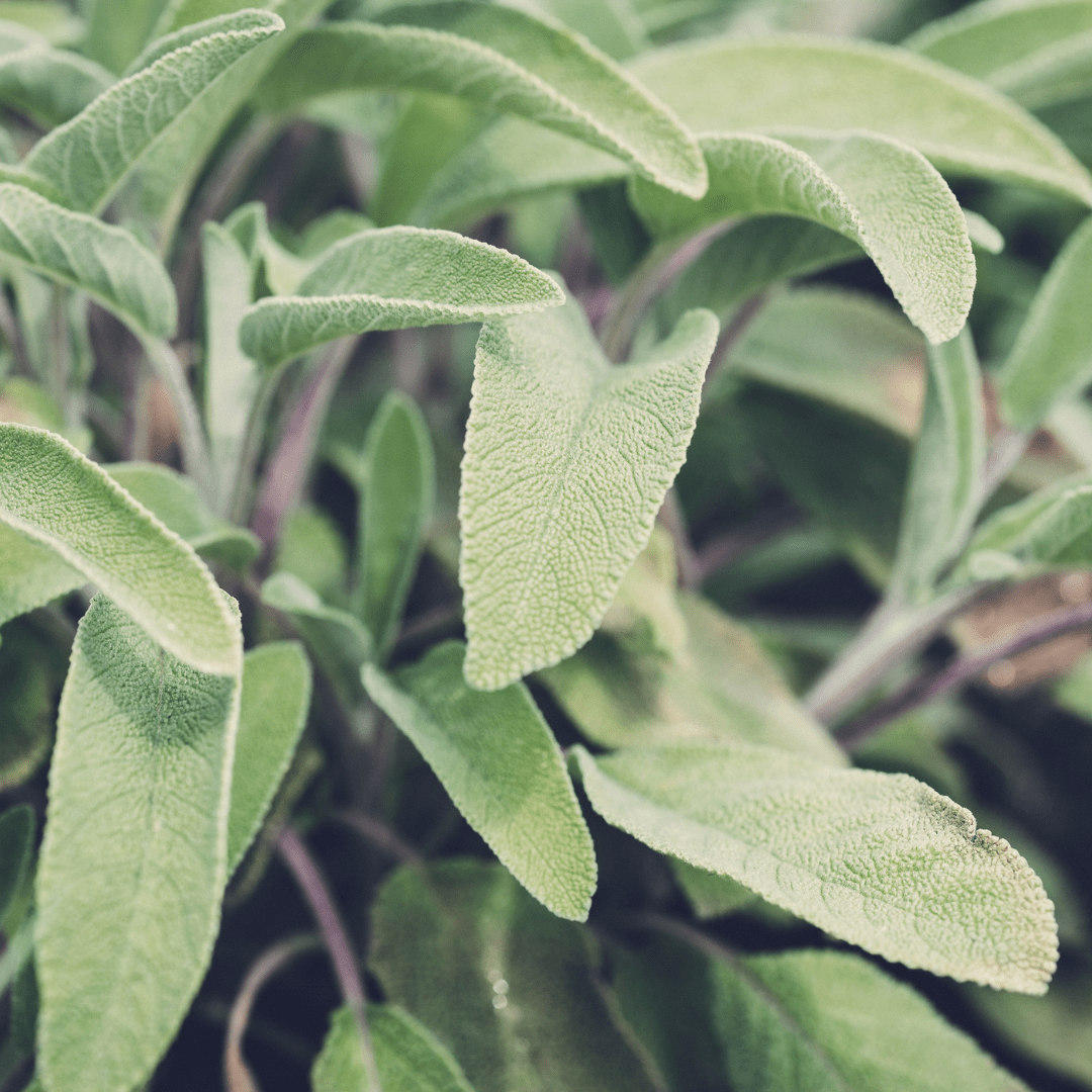 Culinary Herb Plants UK - Choose Your Own Fresh Herbs - The Healing Herb Garden