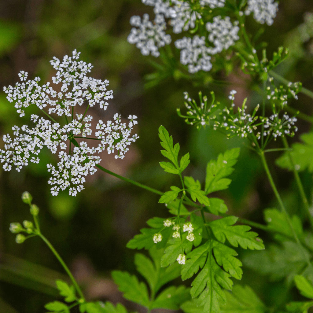 Culinary Herb Plants UK - Choose Your Own Fresh Herbs - The Healing Herb Garden