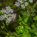 Culinary Herb Plants UK - Choose Your Own Fresh Herbs - The Healing Herb Garden