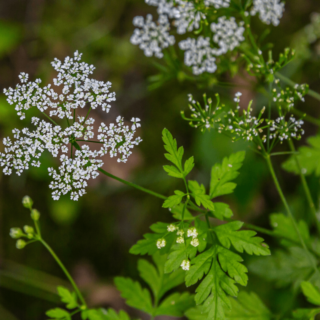 Culinary Herb Plants UK - Choose Your Own Fresh Herbs - The Healing Herb Garden