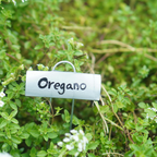 Culinary Herb Plants UK - Choose Your Own Fresh Herbs - The Healing Herb Garden