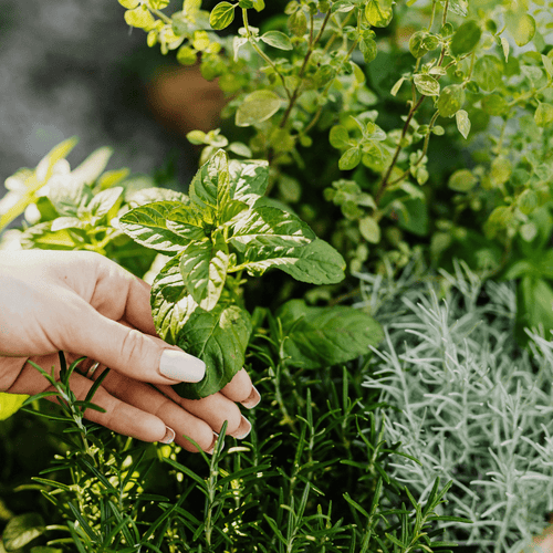 Culinary Herb Plants UK - Choose Your Own Fresh Herbs - The Healing Herb Garden