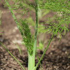 Culinary Herb Plants UK - Choose Your Own Fresh Herbs - The Healing Herb Garden