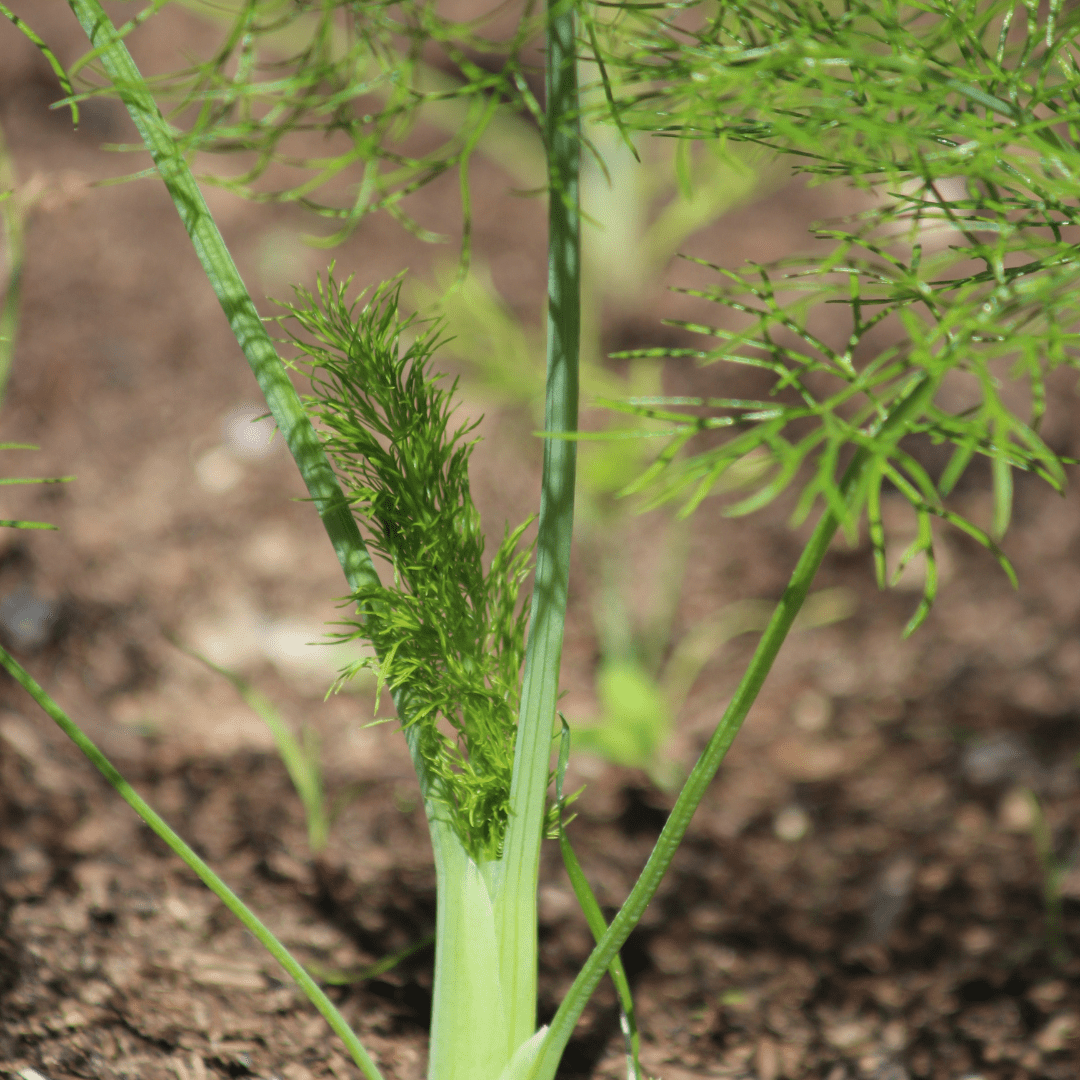 Culinary Herb Plants UK - Choose Your Own Fresh Herbs - The Healing Herb Garden