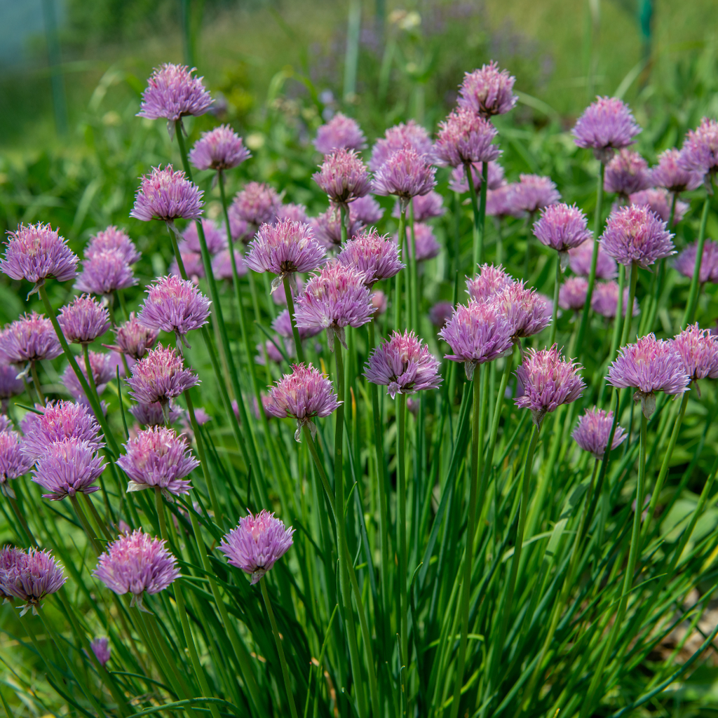 Culinary Herb Plants UK - Choose Your Own Fresh Herbs - The Healing Herb Garden