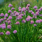 Culinary Herb Plants UK - Choose Your Own Fresh Herbs - The Healing Herb Garden