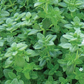 Culinary Herb Plants UK - Choose Your Own Fresh Herbs - The Healing Herb Garden