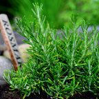 Culinary Herb Plants UK - Choose Your Own Fresh Herbs - The Healing Herb Garden