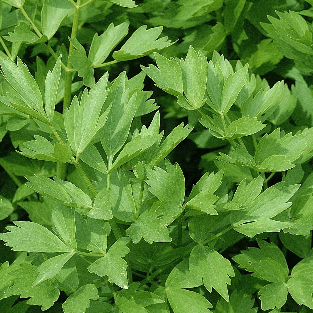 Culinary Herb Plants UK - Choose Your Own Fresh Herbs - The Healing Herb Garden